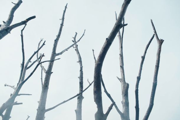 still / picture for Geäst